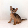 Photo №1. abyssinian cat - for sale in the city of Амстердам | negotiated | Announcement № 75592