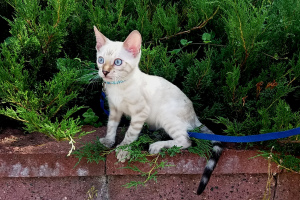 Photo №4. I will sell bengal cat in the city of Minsk. breeder - price - 1000$