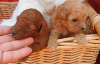 Additional photos: Toy poodle