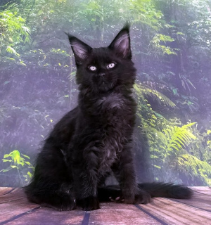 Photo №2 to announcement № 3083 for the sale of maine coon - buy in Russian Federation from nursery