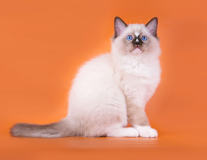 Photo №2 to announcement № 2550 for the sale of ragdoll - buy in Russian Federation private announcement, from nursery, breeder