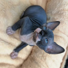 Photo №1. sphynx cat - for sale in the city of Berlin | 328$ | Announcement № 95228
