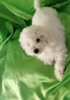 Photo №3. Curly Bichon, beautiful puppies. Serbia