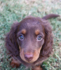 Photo №1. dachshund - for sale in the city of Berlin | 400$ | Announcement № 102667