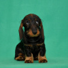 Photo №3. Miniature wire-haired dachshund. Russian Federation