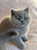 Photo №2 to announcement № 92679 for the sale of british shorthair - buy in Germany breeder