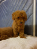 Photo №2 to announcement № 120627 for the sale of poodle (toy) - buy in Finland private announcement, breeder