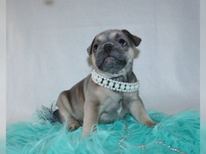 Photo №3. 4 energetic males with a big heart and 4 females in the colors Blue brindle,. Germany