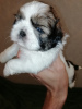 Photo №2 to announcement № 113606 for the sale of lhasa apso, shih tzu - buy in Latvia private announcement, from nursery, breeder