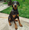 Photo №1. dobermann - for sale in the city of Bucharest | 370$ | Announcement № 125740