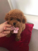 Photo №1. poodle (dwarf) - for sale in the city of Kuwait Free Trade Zone | negotiated | Announcement № 10692