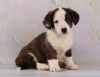Photo №4. I will sell welsh corgi in the city of Dnipro. breeder - price - 587$