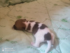 Photo №2 to announcement № 28123 for the sale of jack russell terrier - buy in Russian Federation private announcement