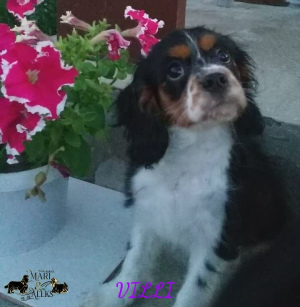 Photo №4. I will sell cavalier king charles spaniel in the city of Brest. from nursery - price - 595$