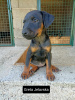 Photo №1. jagdterrier - for sale in the city of Loznica | negotiated | Announcement № 70694