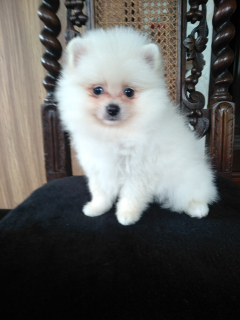 Photo №2 to announcement № 2430 for the sale of pomeranian - buy in Belarus breeder