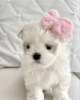 Photo №1. maltese dog - for sale in the city of New York | negotiated | Announcement № 119914