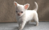 Photo №2 to announcement № 99003 for the sale of chihuahua - buy in Finland private announcement