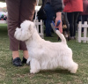 Additional photos: Best West Highland White Terrier puppies for sale