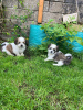 Photo №2 to announcement № 118093 for the sale of non-pedigree dogs - buy in Germany 