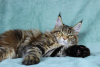 Photo №2 to announcement № 14216 for the sale of maine coon - buy in Russian Federation from nursery