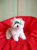 Photo №1. maltese dog - for sale in the city of Minsk | 800$ | Announcement № 11407