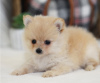 Photo №1. pomeranian - for sale in the city of Schaffhausen | negotiated | Announcement № 17406