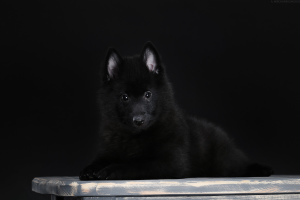 Photo №4. I will sell schipperke in the city of Kharkov. private announcement - price - 600$