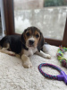 Photo №1. beagle - for sale in the city of Phoenix | negotiated | Announcement № 127718