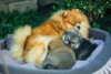 Photo №3. Lovely Pomeranian puppies. Belarus
