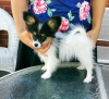 Photo №1. papillon dog - for sale in the city of Paris | negotiated | Announcement № 124761