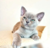 Photo №4. I will sell burmese cat in the city of Амстердам. breeder - price - 1057$