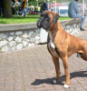 Additional photos: German Boxer, young dog