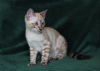 Photo №1. bengal cat - for sale in the city of Cherkasy | 1000$ | Announcement № 40303