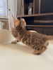 Photo №2 to announcement № 25657 for the sale of bengal cat - buy in United Kingdom private announcement, from nursery, breeder
