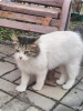 Photo №3. Kitty Sonia is looking for a home!. Russian Federation