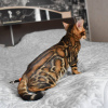 Photo №3. Bengal kittens for sale. Czech Republic