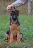 Photo №1. german shepherd - for sale in the city of New York | 800$ | Announcement № 79839