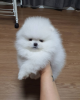 Photo №1. pomeranian - for sale in the city of Perth | 350$ | Announcement № 125496