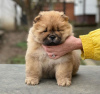 Photo №2 to announcement № 90338 for the sale of chow chow - buy in Germany private announcement