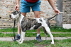 Photo №1. american bulldog - for sale in the city of Kovin | negotiated | Announcement № 119398