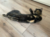 Photo №3. Turtle cat is looking for a home.. Russian Federation