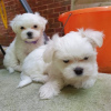 Photo №1. maltese dog - for sale in the city of Мюнхен-Флугхафен | 317$ | Announcement № 44017