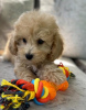 Photo №1. poodle (toy) - for sale in the city of Varna | 475$ | Announcement № 53861