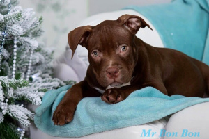 Photo №4. I will sell american bully in the city of Гомель. from nursery - price - Negotiated