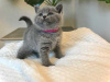 Photo №2 to announcement № 96598 for the sale of british shorthair - buy in Germany 