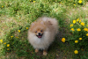 Photo №2 to announcement № 49461 for the sale of pomeranian - buy in Russian Federation breeder