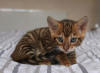 Photo №3. Stunning Toyger kittens Business WhatsApp 37256062792. Belgium