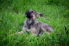 Photo №3. Charming puppies Mark and Mira are urgently looking for a home. Belarus