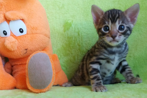 Photo №2 to announcement № 1148 for the sale of bengal cat - buy in Belarus from nursery, breeder